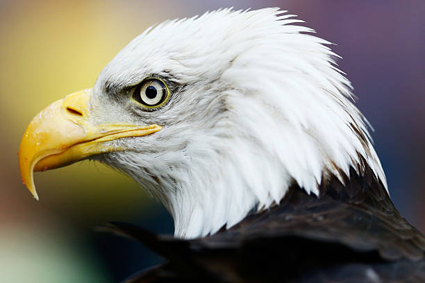 预测比分赢好礼!围观今晚中日足球赛直播,参与有奖竞猜