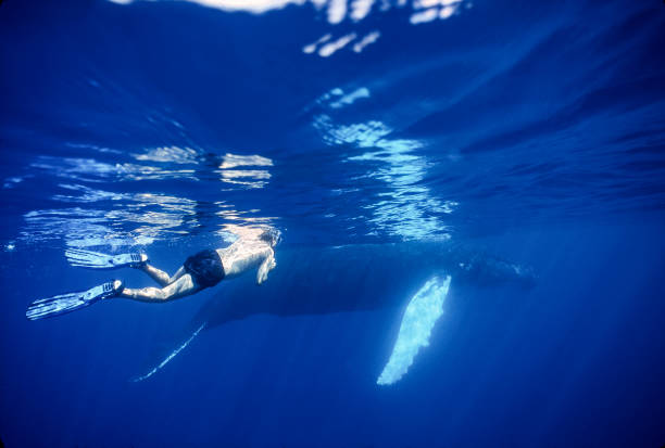 游泳技术图解:掌握自由泳的关键技巧与动作分解