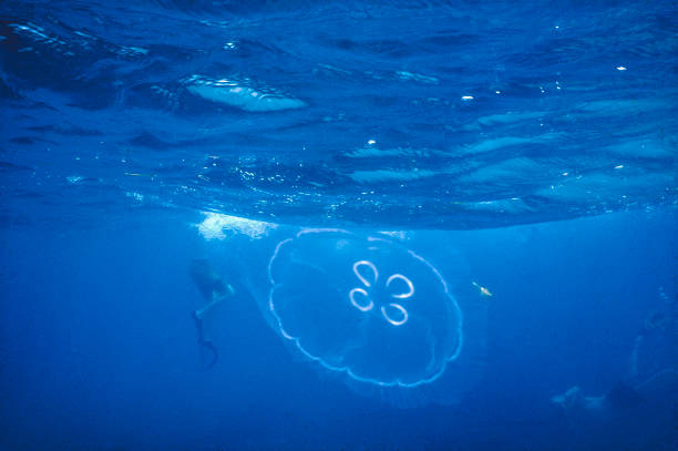 2021年花样游泳比赛:裁判评分与选手反应